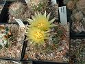 Coryphantha andreae1